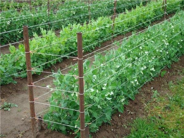 Шпагат тепличный полипропиленовый купить Донецк ДНР