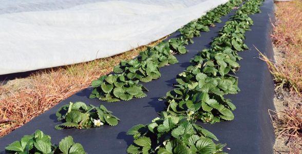 Купить геотекстиль для грядок клубники в Донецке и ДНР