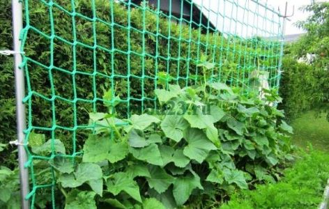 Пластиковая сетка с крупной ячейкой для огурцов купить в ДНР и ЛНР